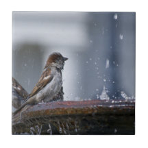 Bathing Sparrows Ceramic Tiles
