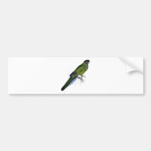 Bauer’s Parrakeet by Edward Lear Bumper Sticker