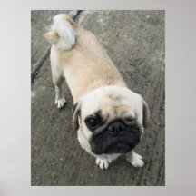 Bauwk ... Pug Dog ... かわいい 子犬 Posters