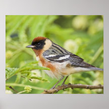 Bay-breasted Warbler (Dendroica castanea) adult Poster