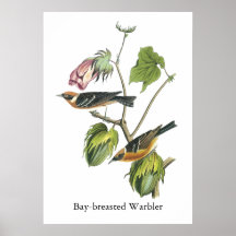 Bay-breasted Warbler, John Audubon Posters