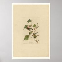 Bay breasted Warbler Posters