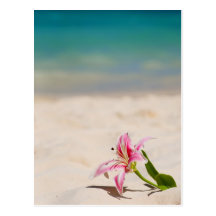 Beach Lily Postcards