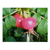Beach Rose Hips Postcard