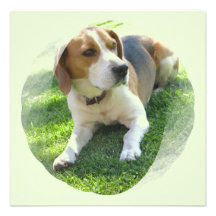 Beagle Dog Resting on Invitation