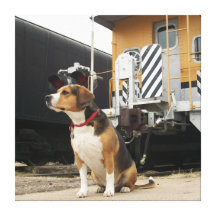 Beagle Waiting By Train - Victoria Station, Pueblo Gallery Wrapped Canvas