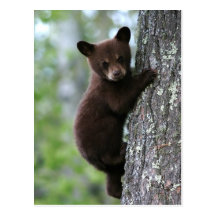 Bear Cub Climbing a Tree Post Cards