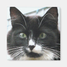 Bear Refrigerator Magnet
