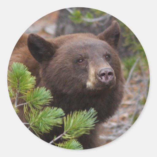 bear round stickers