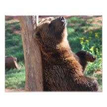 Bear Scratching Photograph