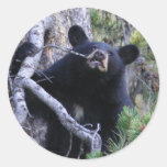 bear sticker