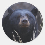 bear stickers