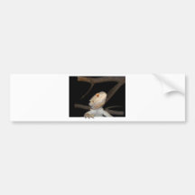 Bearded dragon 2 bumper stickers