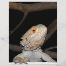 Bearded dragon 2 custom flyer