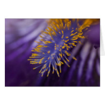 Bearded Iris Card