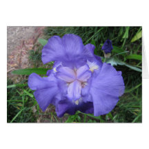 Bearded Iris Cards