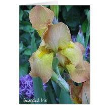 Bearded Iris Greeting Cards