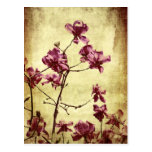 Beautifu magnolia on grunge background post card