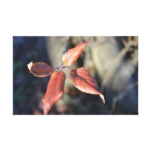 Beautiful Autumn Leaf Canvas Print