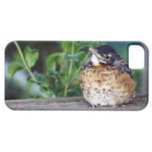 Beautiful Baby Robin iPhone 5 Case