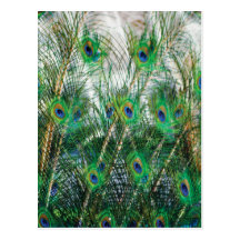 Beautiful blue green gold colours peacock feathers post card