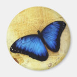 Beautiful Blue Morpho Butterfly Magnets
