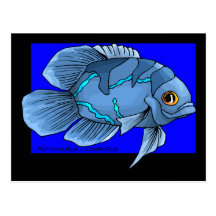 Beautiful Blue Tropical Oscar Fish Postcards
