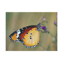 Beautiful butterfly and lifes nectar gallery wrapped canvas