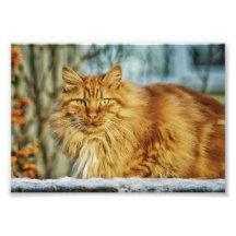 Beautiful Cat Photo Print