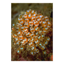 Beautiful Cluster of tunicates adorning a reef Announcement