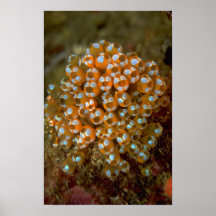 Beautiful Cluster of tunicates adorning a reef Print
