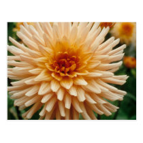 Beautiful Dahlia postcards