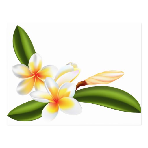 Beautiful frangipani or plumeria flowers post cards