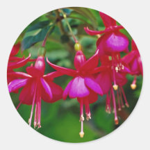 Beautiful fuschias flowers stickers