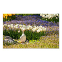 Beautiful Garden Photo Art