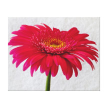Beautiful Gerbera Daisy Wrapped Canvas Gallery Wrapped Canvas