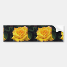 Beautiful Gold medal Grandiflora Rose, 'Aroyqueli' Bumper Stickers