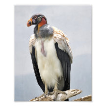 Beautiful King Vulture Photographic Print