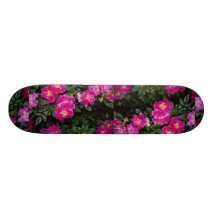 Beautiful Kordesii Rose 'William Baffin' Skate Board Decks