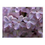 Beautiful Lilac Blossoms Postcards