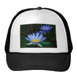 Beautiful lotus flowers and meaning hats