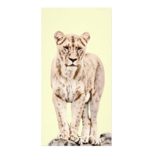 Beautiful Majestic Lioness Photo Card Template