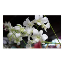 Beautiful Orchids Business Card