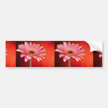 Beautiful Perfect pink and yellow gerbera daisy Bumper Sticker