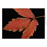 Beautiful Poison Ivy leaves Greeting Cards