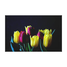 beautiful red and yellow tulips on blue canvas print