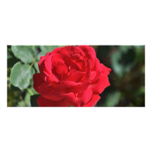 Beautiful red rose custom rack cards