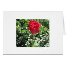 Beautiful Red Rose Note Cards
