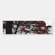 Beautiful Red Tree Autumn Photo Bumper Stickers