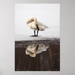 Beautiful Reflection Print